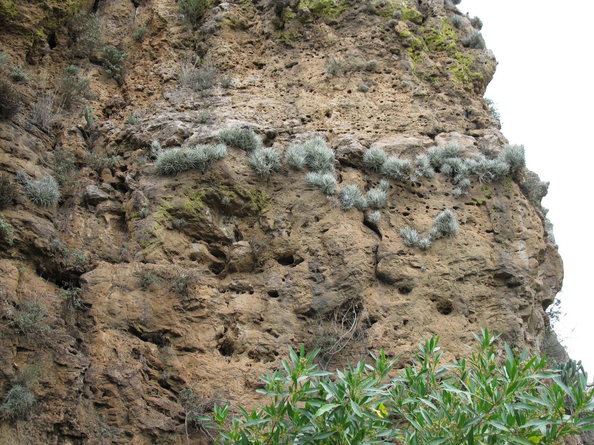 Tillandsia albida